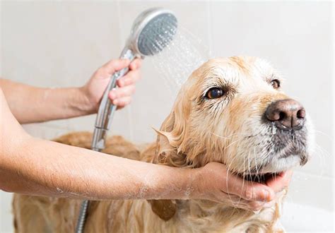 How And Why Should I Wash My Dog Dorwest