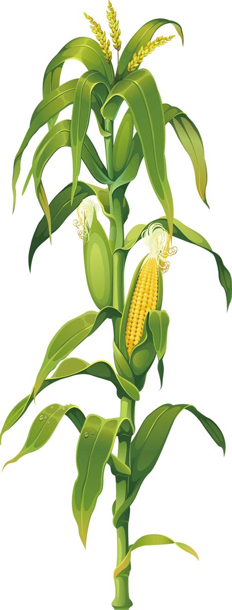 Corn Painting Corn Plant Vegetable Illustration