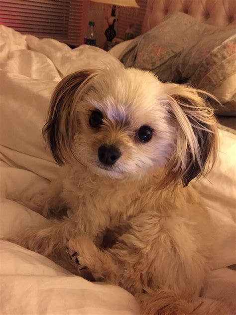 Check spelling or type a new query. Yorkie Pomeranian mix | Yorkie pomeranian mix, Dogs, Yorkie