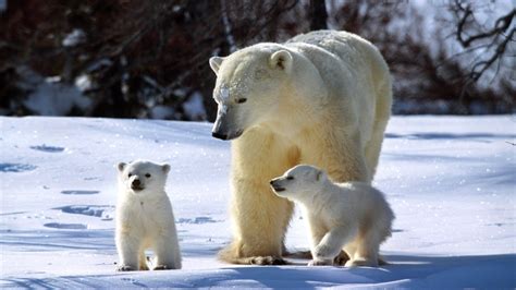 Wildlife Photography Of Polar Bear And Its Two Cubs Walking In The