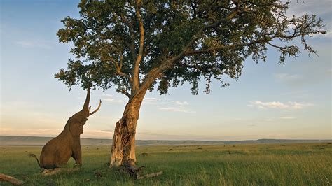 Check spelling or type a new query. 'This is amazing!' African elephants may transport seeds ...
