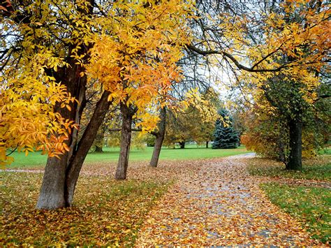 Pin By Masyon Harda On Autumn Beautiful Landscapes Tree Landscape