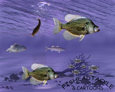 50 Crappie Fishing Wallpaper Wallpapersafari