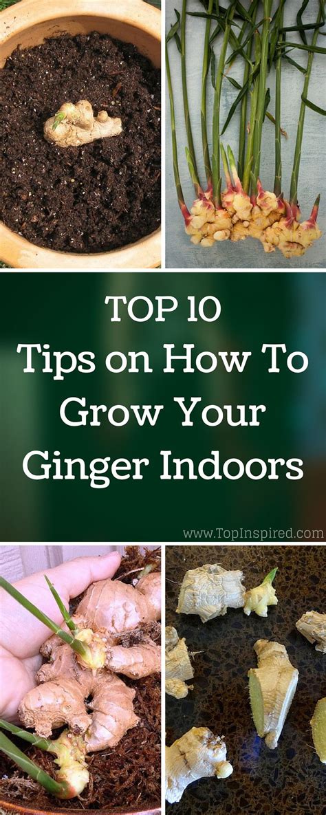 Did You Know That You Can Actually Grow Ginger Indoors Being A Tropical Plant It Does Not