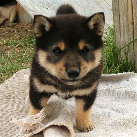 And Now Ridiculously Adorable Shiba Inu Puppies