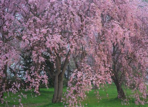 Best Trees To Plant 15 Options For The Backyard Bob Vila Backyard