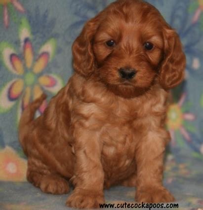 The cockapoo is a designer breed created through the cross of the cocker spaniel and the mini poodle breed. Puppies for sale - Cockapoo, Cockapoos - ##f_category## in ...