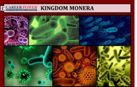 Kingdom Monera Examples Characteristics Definition And Diagram