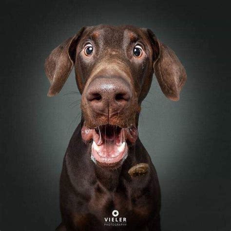 Pin By Ty Newman On For When You Think Dog Expressions Goofy Dog