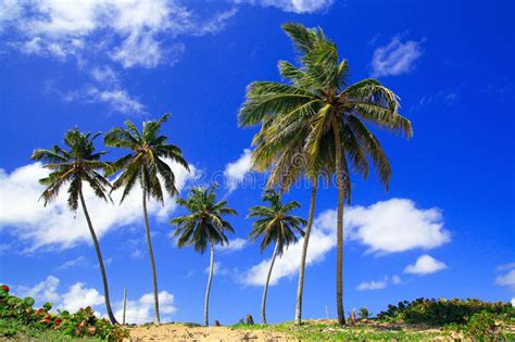 Palms On Caribbean Beach Stock Image Image Of Honeymoon 13661353