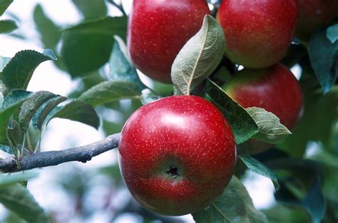 File:Apples On Tree 001.jpg - The Work of God's Children