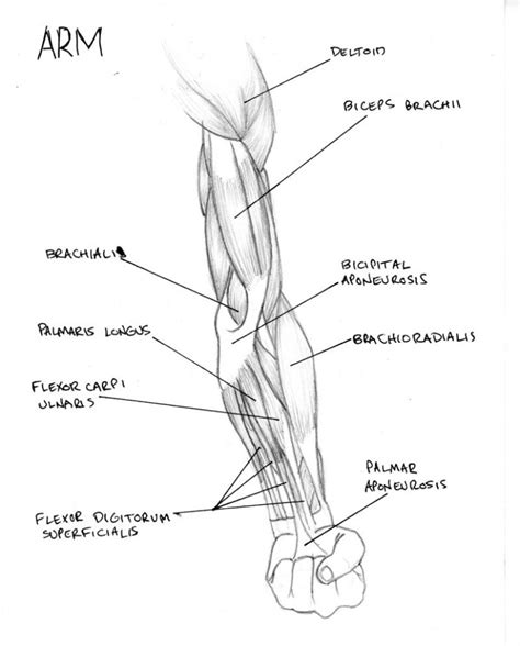 Arm Muscle Diagram Labeled Arm Muscle Diagram
