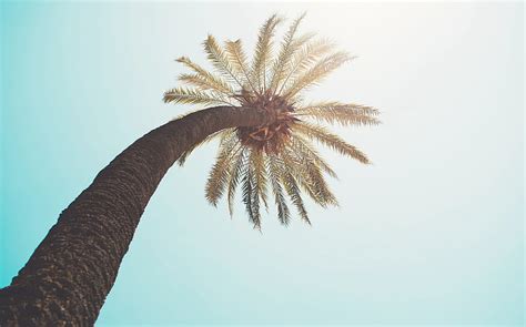 Palm Tree Crown Top Branches Sunlight Hd Wallpaper Peakpx