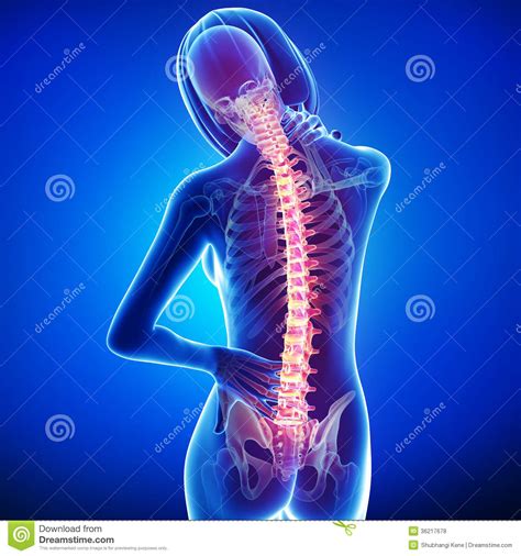 Bones in the body the human being skeleton is made up of 206 bones that may vary in number from individual to individual depending on various factors. Female Back Pain Royalty Free Stock Photos - Image: 36217678