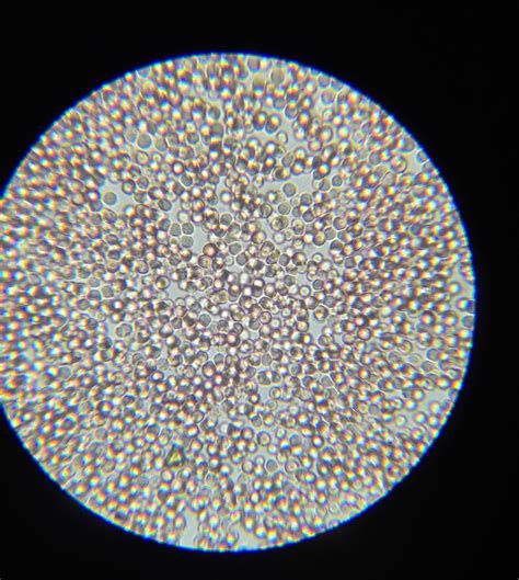 A School Of Fish Blood Cells Under Microscope