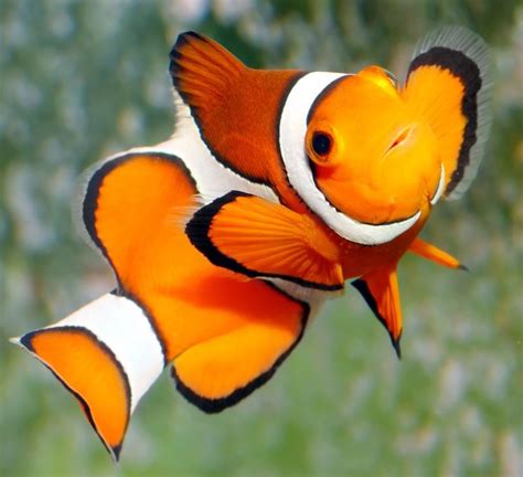 Pin By Candice May Martin On Orange Naranja Marine Fish Fish Pet