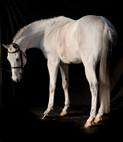 Belgian Warmblood | Warmblood Sales