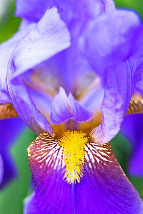 Iris Flower Types And Facts You Should Know Birds And Blooms