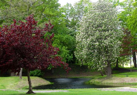Free Images Landscape Tree Nature Grass Blossom Lawn