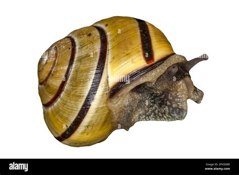 Garden Snail Which Is A Mollusc Gastropod Insect With A Shell Cut Out