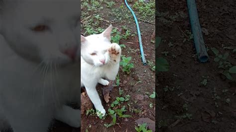 Salam , sy baru sja vaksinkan kucing dan bg dia makan ubat cacing 1 bji yg doc bagi. kucing si mata kuning putih - YouTube