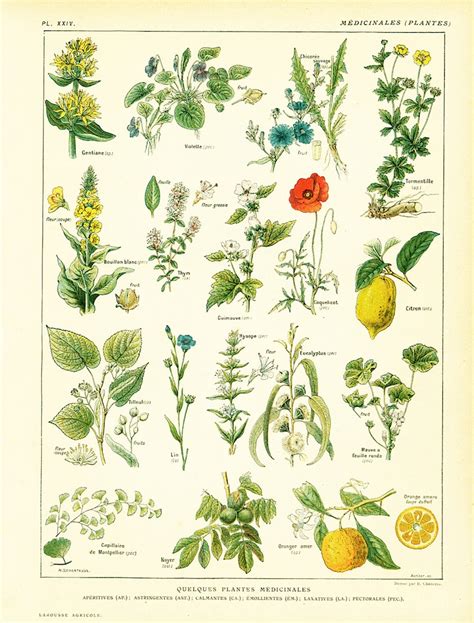 1922 Antique Botanical Print Of Medicinal Herbs Chart Etsy