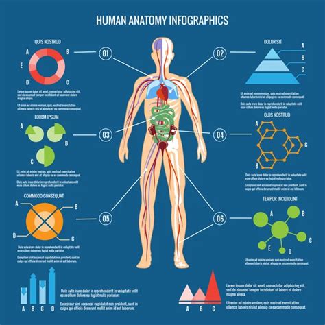 ᐈ Diagrams Of The Human Body Stock Cliparts Royalty Free Human Body