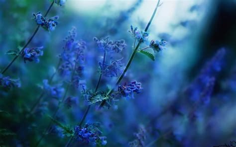 Flowers Nature Depth Of Field Sunlight Blurred Blue Flowers Wallpapers Hd Desktop And