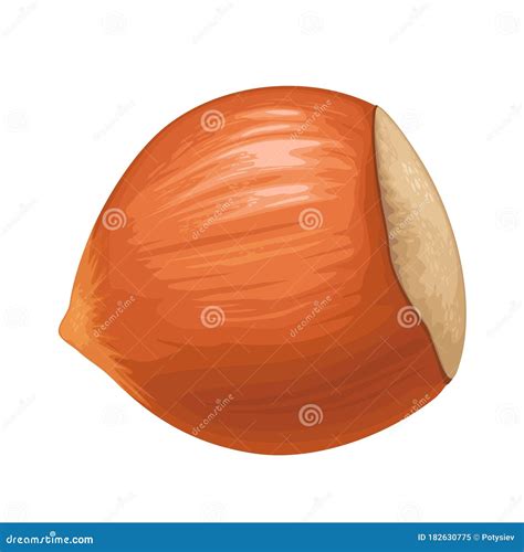 Closeup Hazelnut In Shell Vector Color Realistic Icon Stock Vector