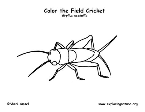 Cricket Bug Coloring Page Coloring Pages