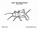 Cricket Coloring sketch template