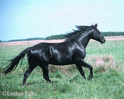 anglo kabardin horses black horses horse breeds