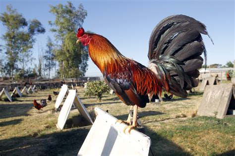 Tennessee Combats Cockfighting Wayne Pacelles Blog