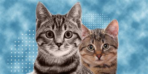 5 Cosas Que Debes Conocer De Los Gatos Si Piensas Adoptar A Uno