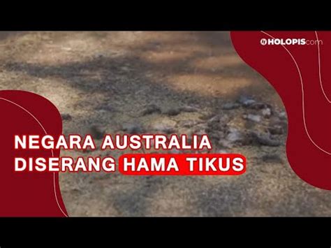Negara Australia Diserang Hama Tikus YouTube