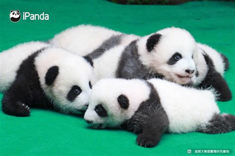 Pin De 陳刘洋 En Baby Panda Perros Cachorros Pandas Fotografía De Animales