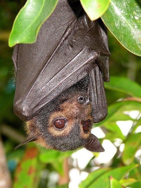 Spectacled Flying Fox Although Large For Bats The Animals Weigh Less