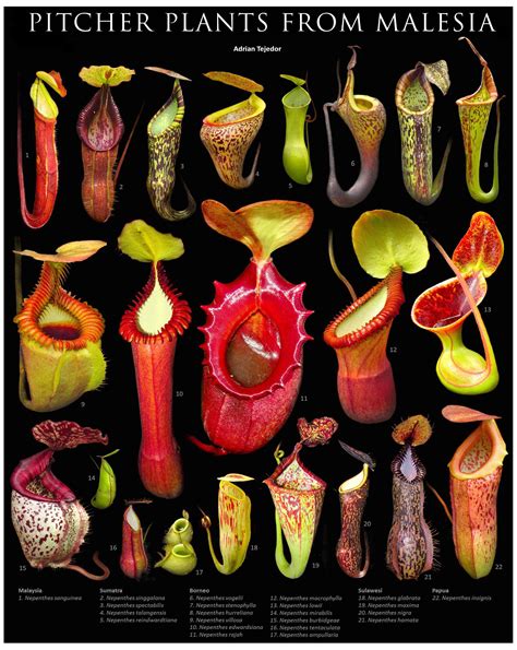 Pitcher Plant Care Nz Oretha Muse
