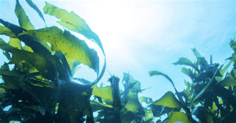 Seaweed Set To Star In Bio Packaging Revolution The Fish Site