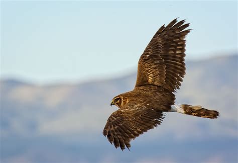 Northern Harrier - BirdWatching