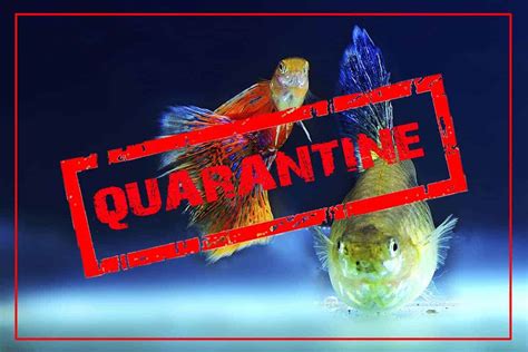 How To Setup An Easy Quarantine Tank Shrimp And Snail Breeder