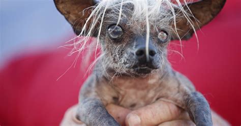 Hideously Cute Why We Love The Worlds Ugliest Dog Contest