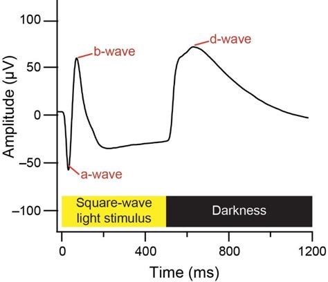 Figure 1 From Electroretinography And Gene Expression Measures