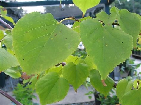 More images for littleleaf linden growth rate » Greenspire Littleleaf Linden Tilia Cordata 'Greenspire ...