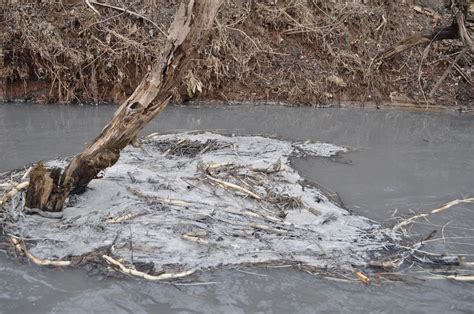 Yet Another Coal Ash Spill This Time In North Carolina Compass