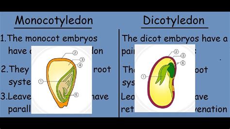 Monocotyledon Vs Dicotyledon Fast Differences And Comparison Youtube