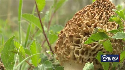 Morel Mushrooms Coveted With Hunts Across Kansas Across Us Youtube