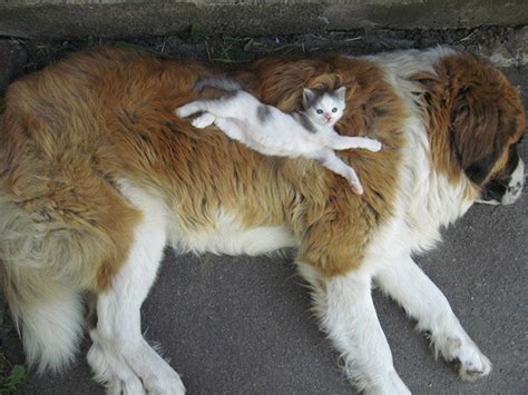 Pics Proving That Cats And Dogs Can Be Best Awesome Picz