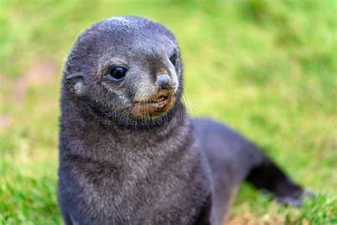Antarctic Fur Seal Pup Arctocephalus Gazella Cute Baby Seal