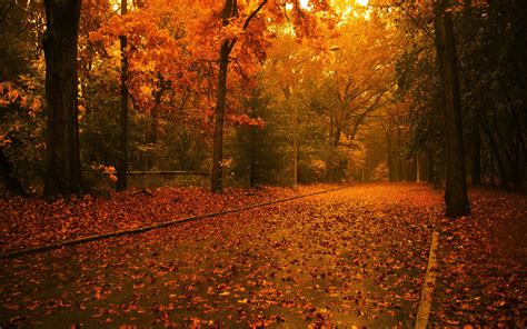 Красивый осенний парк Осень обои Full Hd Desktop Wallpaper Nature